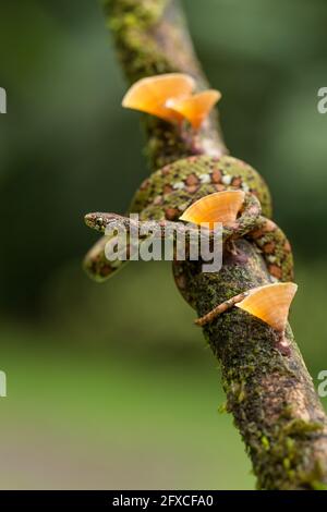 Il serpente a base di lumache color Lichen - Sibon longifrenis, si nutre di lumache e lumache e può succhiare una lumaca dalla sua conchiglia. Foto Stock