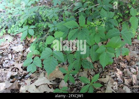 Eastern Poison Ivy cresce con Virginia Creeper Foto Stock