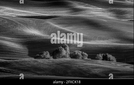 Vista sulle splendide colline ondulate della fattoria con luci spettacolari Presente in bianco e nero Foto Stock
