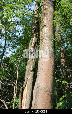 Abbaio Peeling fuori di un albero di acero rosso Foto Stock