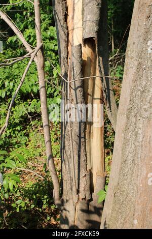 Abbaio Peeling fuori di un albero di acero rosso Foto Stock