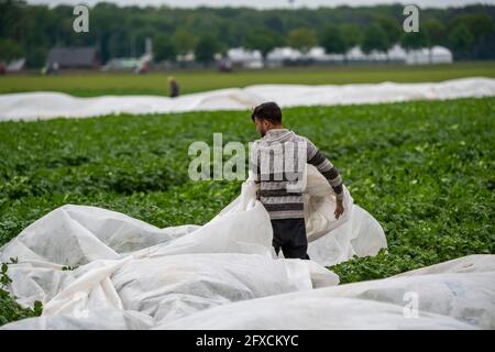 Campo di patate, copripile è rimosso, il pile è per proteggere contro le influenze atmosferiche, parassiti, tempesta di fieno in primavera e sostiene la crescita a basso Foto Stock