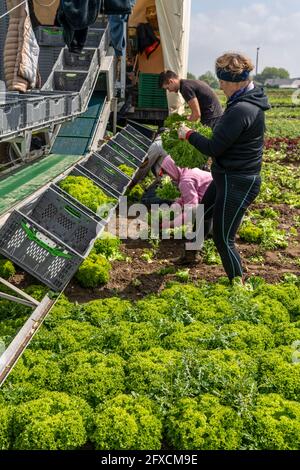 Raccolta della lattuga di Lollo Bianco, gli operai del raccolto tagliano le teste della lattuga, le puliscono e le mettono in scatole, nel rimorchio sono lavati e pac Foto Stock