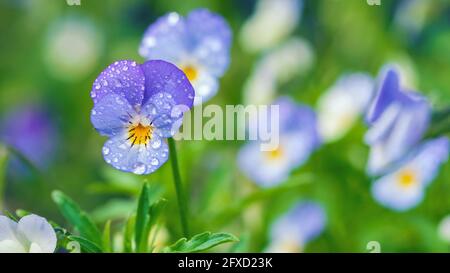 Fiori di pansy di campo in dewdrops, closeup viola selvatico Foto Stock