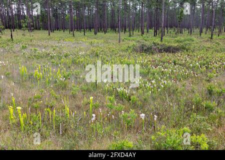 Crimson (Sarracenia leucophilla) e Yellow Pitcher Plants (Sarracenia flava), infiltrazioni, FL, USA, di James D Coppinger/Dembinsky Photo Assoc Foto Stock