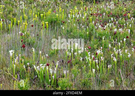 Crimson (Sarracenia leucophilla) e Yellow Pitcher Plants (Sarracenia flava), infiltrazioni, FL, USA, di James D Coppinger/Dembinsky Photo Assoc Foto Stock