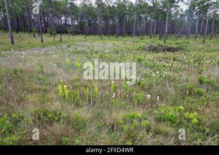 Crimson (Sarracenia leucophilla) e Yellow Pitcher Plants (Sarracenia flava), infiltrazioni, FL, USA, di James D Coppinger/Dembinsky Photo Assoc Foto Stock