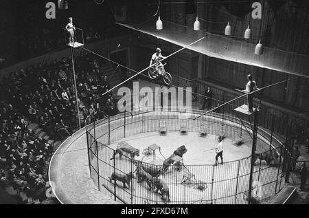 Prima circo Althof a Carre, Clown Pio Nock sopra la gabbia con 10 leoni beri, 20 dicembre 1962, circhi, clown, lions, Paesi Bassi, foto agenzia stampa del XX secolo, notizie da ricordare, documentario, fotografia storica 1945-1990, storie visive, Storia umana del XX secolo, che cattura momenti nel tempo Foto Stock