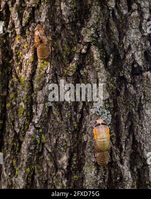 Arlington, Stati Uniti. 26 maggio 2021. I cicadas notoriamente rumorosi e abbondanti appartenenti alla Brood X, o la Grande Brood Orientale, stanno contemporaneamente emergendo dal suolo per la prima volta in diciassette anni e spargendo le loro pelli come diventano adulti. Credit: Kalen Martin/Alamy Live News Foto Stock