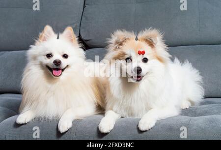 Due bianchi tedeschi Spitz Pomeranian sdraiati su un grigio lettino Foto Stock