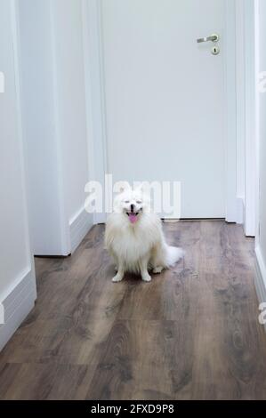 Bianco tedesco Spitz Pomeranian seduto a piedi sul pavimento Foto Stock