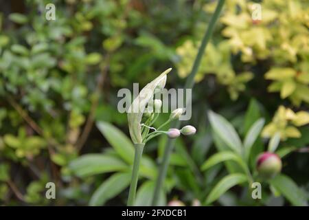 Nectaroscordum siculum, l'aglio al Miele Siciliano è costituito da steli di molte gemme sparsi da un germoglio comune, spazio floreale puramente bello e tranquillo Foto Stock