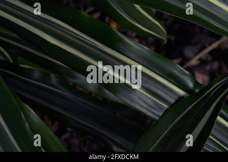 Attraversamento delle foglie verdi Foto Stock