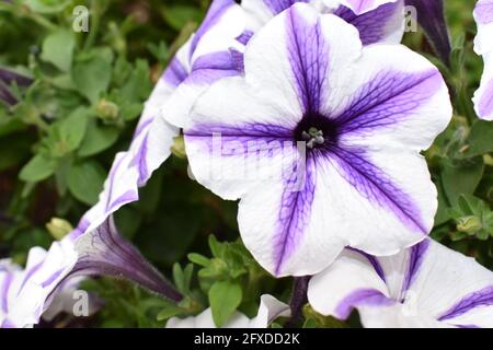 Vista in primo piano di una petunia stella bianca e viola in un giardino estivo. Foto Stock