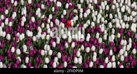 Tulipani bianchi e rossi, sfondo di fiori in fiore sul campo. Foto Stock