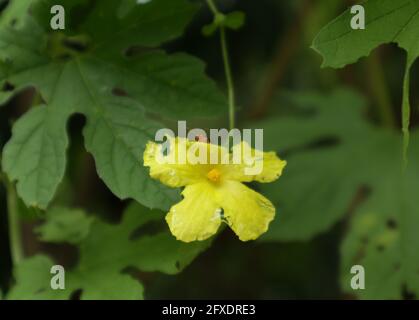 Un fiore giallo amaro gourd imbevuto nella pioggia e. un fetile arancione che lo mangia Foto Stock
