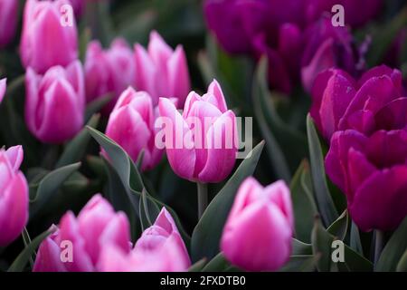 Tulipani rosa che crescono nel giardino. Sfondo di fiori di primavera. Foto Stock