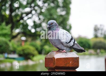 colomba di roccia per adulti o piccione comune, columba livia, arroccato su un palo di legno in un giardino. Immagine con messa a fuoco selettiva e spazio di copia. Foto Stock