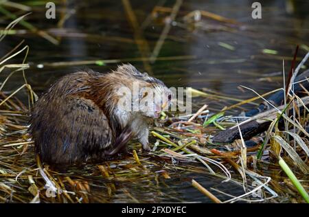 Un muskrat selvaggio 'Ondatra zibethicus', graffiando un prurito in un appartato laghetto castoro nella campagna Alberta Canada. Foto Stock