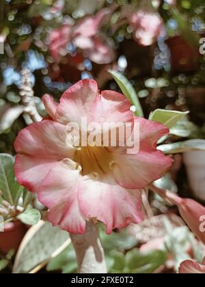 Immagine verticale di un fiore rosa in fiore di adenium obesum Foto Stock