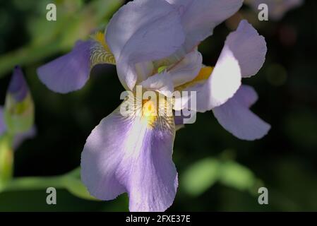 Iris viola pallido (Iris pallida) solo prendendo un po 'di sole in un giardino Glebe, Ottawa, Ontario, Canada. Foto Stock