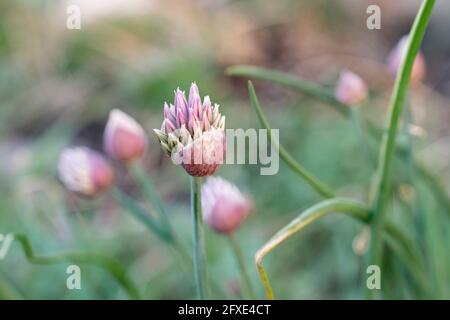 Il germoglio di una pianta di erba cipollina che si apre su uno sfondo sfocato in un giardino ombreggiato. Foto Stock