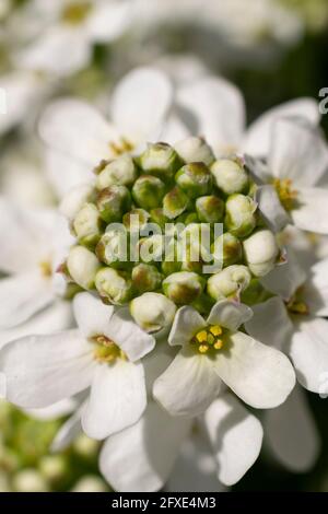 Evergreen Candytuft (Iberis sempervirens) fiorisce bianco brillante in una giornata di sole. Questo perenne duro ha fiori bianchi allegri. Foto Stock