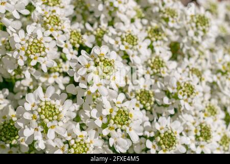 Evergreen Candytuft (Iberis sempervirens) fiorisce bianco brillante in una giornata di sole. Questo perenne duro ha fiori bianchi allegri. Foto Stock