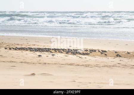 Gregge di uccelli amanti sulla spiaggia. Gli uccelli piccoli (la dimensione di un passero) si nutrono di invertebrati nella linea da surf e rack.Secondcape e gregge di uccelli Foto Stock