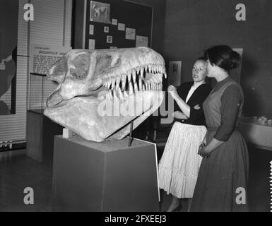 Mostra al Museo Zoologico, 12 maggio 1958, Mostre, Paesi Bassi, foto agenzia stampa del xx secolo, notizie da ricordare, documentario, fotografia storica 1945-1990, storie visive, Storia umana del XX secolo, che cattura momenti nel tempo Foto Stock
