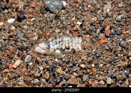 Threadfin Sand Diver, Trichonotus elegans, testa che mostra nella sabbia. Conosciuto anche come Long-rayed Sand Diver ed elegante Sand Diver. Primo piano su testa, viso, bocca Foto Stock
