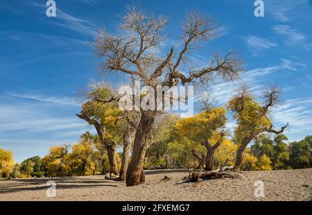 eufrate pioppo di Ejina Banner in Alashan League Foto Stock