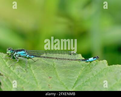 Un blu Eurasian Bluet su una grande foglia verde Foto Stock