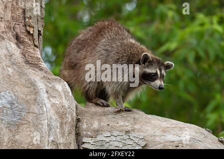 Raccoon in piedi su un tronco di albero Foto Stock