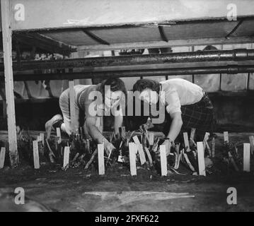 Scuola orticola Huize te Lande Rijswijk, 1 aprile 1946, Paesi Bassi, foto agenzia stampa del XX secolo, notizie da ricordare, documentario, fotografia storica 1945-1990, storie visive, Storia umana del XX secolo, che cattura momenti nel tempo Foto Stock