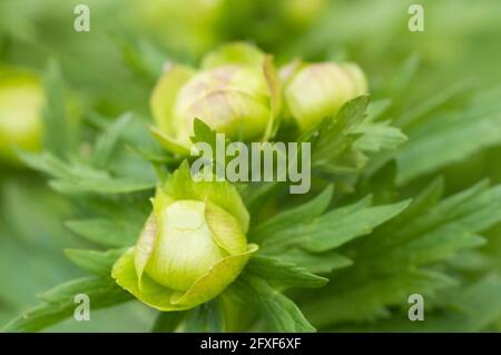 Globeflower europea (Trollius europaeus) close up shot, messa a fuoco locale Foto Stock