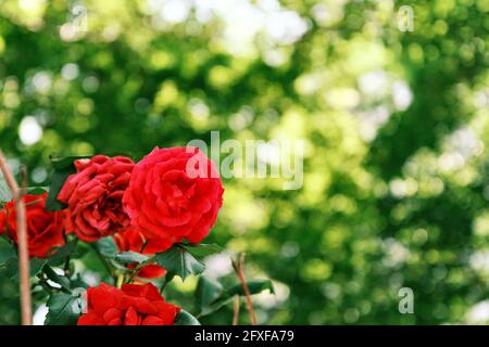 Bella rosa rossa su sfondo sfocato Foto Stock