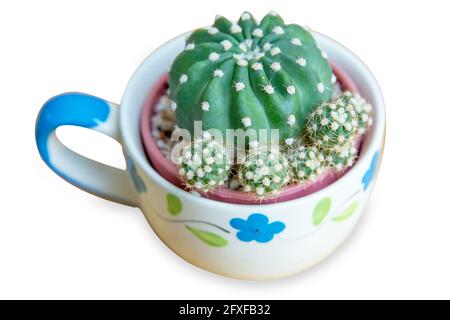 Fustellato di Cactus in una piccola pentola di ceramica, focalizzato selettivo. Foto Stock