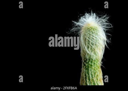 Fustellato di Cactus in nero isolato, focalizzato selettivo. Foto Stock