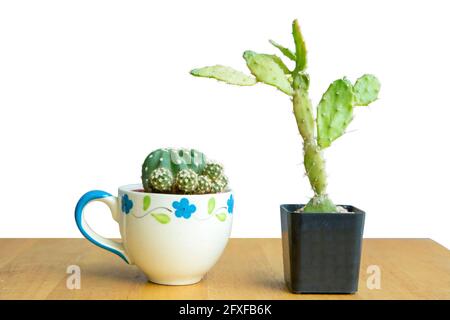 Fustellato di Cactus in una piccola pentola di ceramica su sfondo di legno, fuoco selettivo. Foto Stock