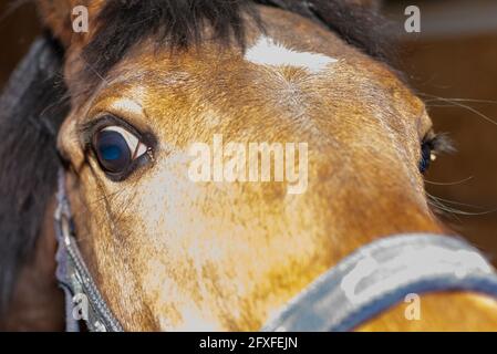 Ritratto di bello sano cavallo di castagno marrone a cavallo posto all'interno. Ritratto di uno stallone giovane purebred.Indoors, primo piano. Foto Stock