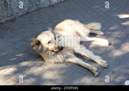 Un cane largo e vagato con un cappotto lungo e leggero si trova tristemente sulle piastrelle del marciapiede. Foto Stock
