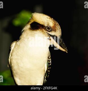 l'uccello kookaburra è appollaiato sulla recinzione Foto Stock