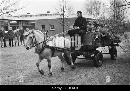 Due cavalli in Gemeentewerk a Lelystad per un anno in prova al posto di un trattore. Un cavallo comunale di fronte ad un carro a Lelystad, 12 marzo 1982, CAVALLI, Paesi Bassi, foto agenzia stampa del xx secolo, notizie da ricordare, documentario, fotografia storica 1945-1990, storie visive, Storia umana del XX secolo, che cattura momenti nel tempo Foto Stock