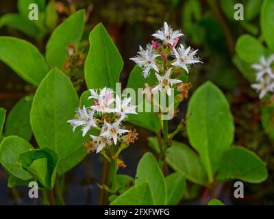 Menyanthes trifoliata - Bogbean che cresce in giardino stagno può Norfolk Foto Stock