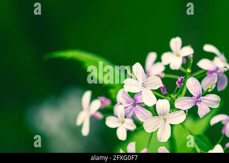 Bella lunaria rediviva, onestà perenne, specie di piante da fiore nella famiglia dei cavoli Brassicaceae, fiore rosa pallido in primavera e in estate Foto Stock