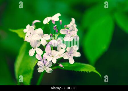 Bella lunaria rediviva, onestà perenne, specie di piante da fiore nella famiglia dei cavoli Brassicaceae, fiore rosa pallido in primavera e in estate Foto Stock