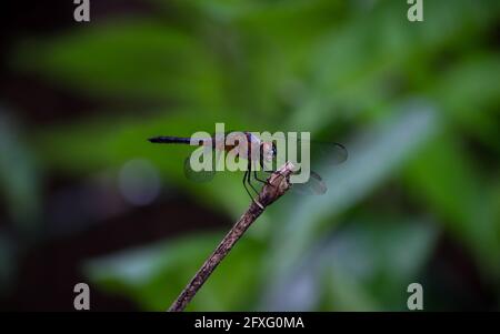 Bellissimo paesaggio di una libellula rossa seduta in un rotto ramo riposante in una giornata estiva Foto Stock