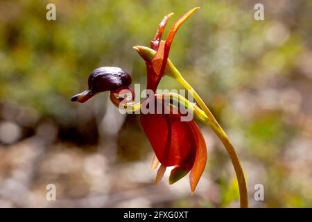 Notevole fiore di orchidee di Caleana Major, la grande orchidea volante, simile a un'anatra in volo, in ambiente naturale sulla Tasmania Foto Stock