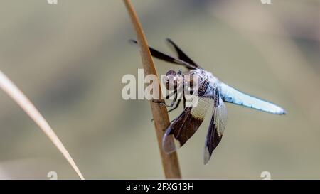 Vedova Skimmer Dragonfly maschio adulto appollaiato su gambo di erba d'acqua. Foothills Park, Santa Clara County, California, Stati Uniti. Foto Stock